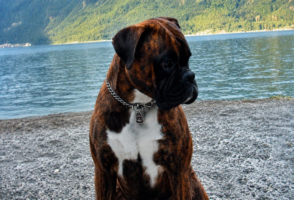Werro, ein Boxer, sitzt am Ufer eines Bergsees